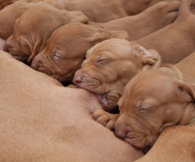 Cuidado de perros y gatos después del parto