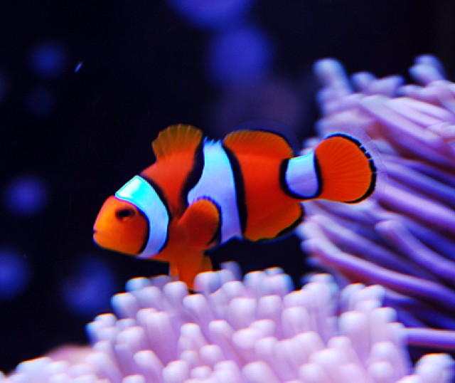 Los-siete-peces-mas-llamativos-para-tener-como-mascota