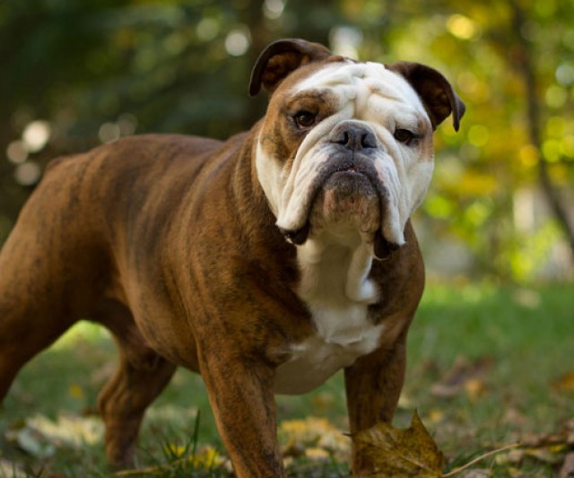 Bulldog. Un Perro De Carácter Sorprendente