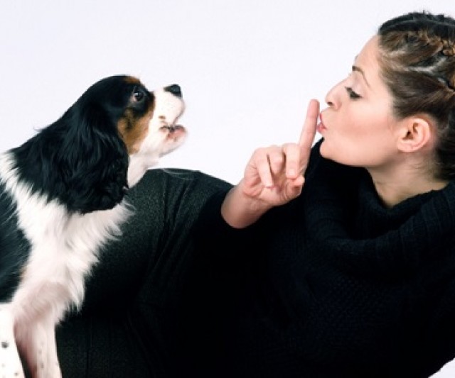 Cómo Hacer que tu Perro no Ladre en tu Apartamento
