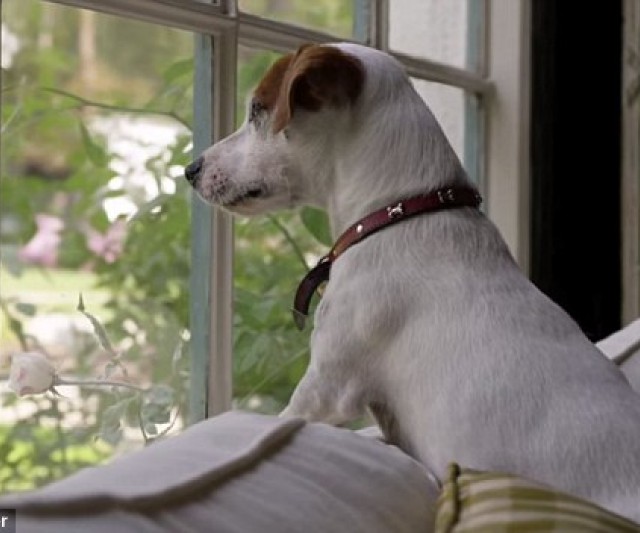 5 Pasos para Tratar la Ansiedad de Separación de tu Perro 