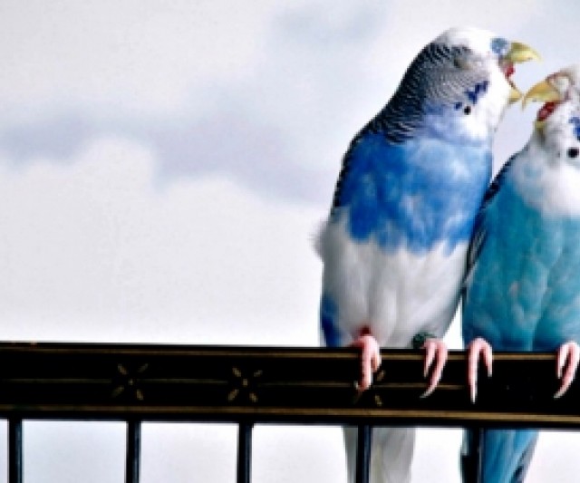 10 Consejos para los que Tienen Aves en Casa