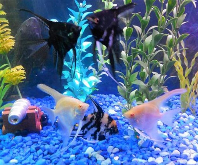 Cuidado de los Peces
