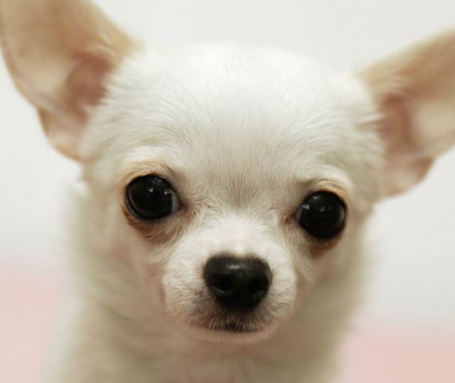 curiosidades-de-los-chihuahuas