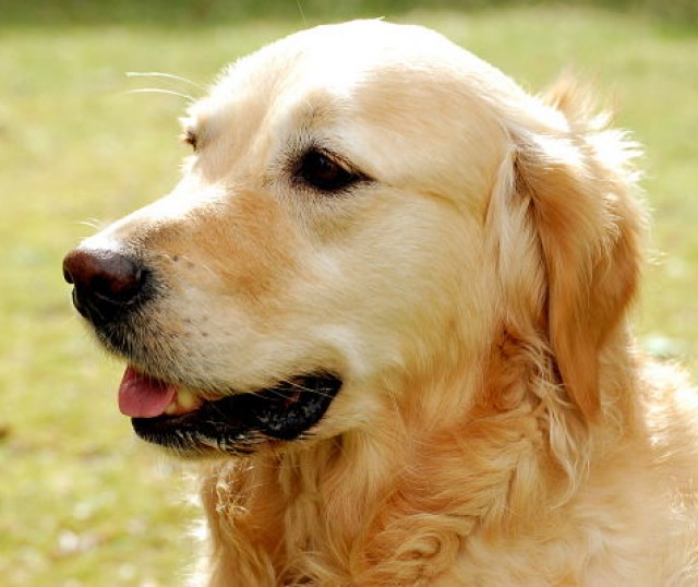 labrador