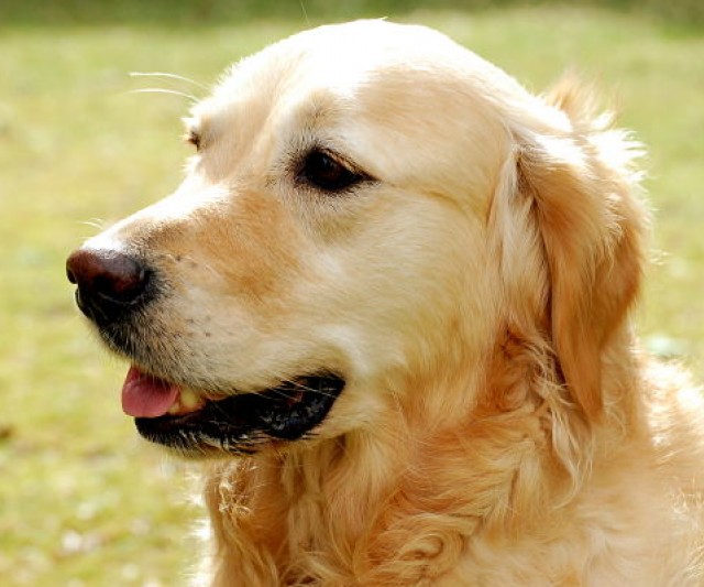 Labrador