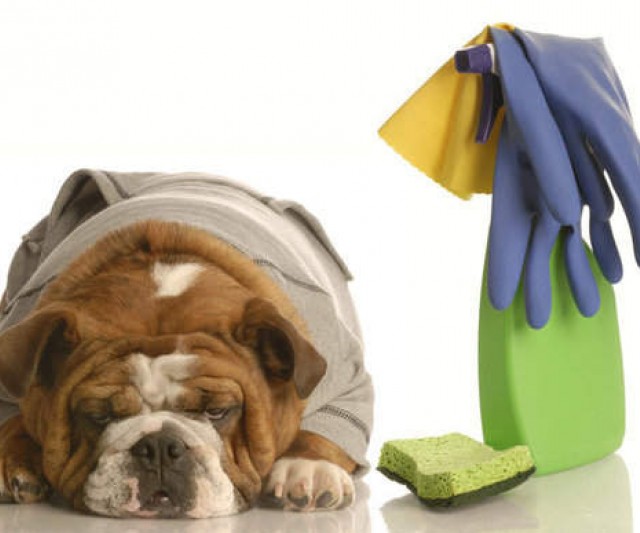 5 Trucos para Mantener tu Casa Limpia Viviendo con Mascotas