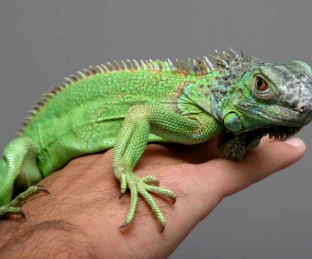 Maravillosas Mascotas Exóticas