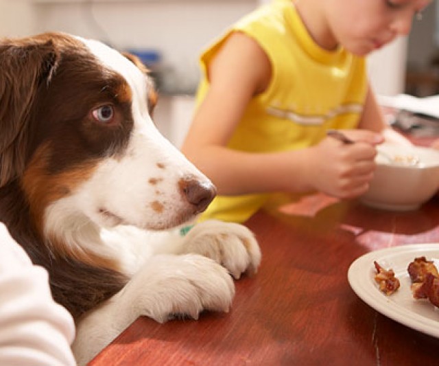 Mi Perro no para de Pedir Comida ¿Qué Hago?