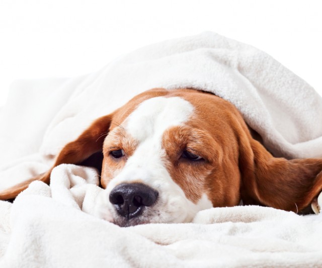 5 Señales de que Tu Perro Tiene Cáncer