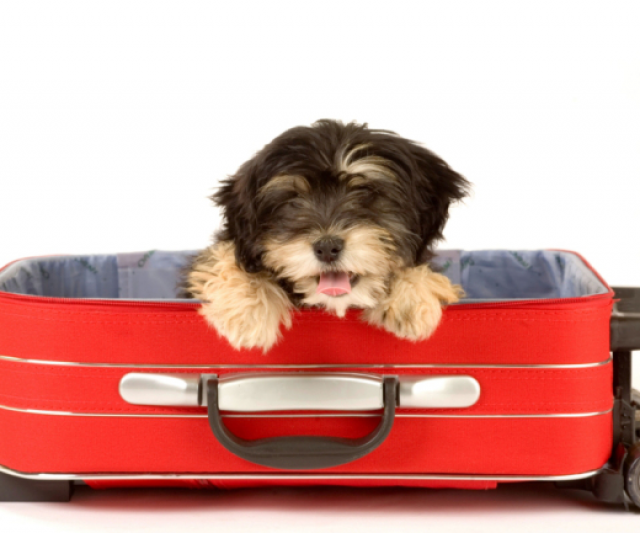Consejos para Viajar con tu Mascota